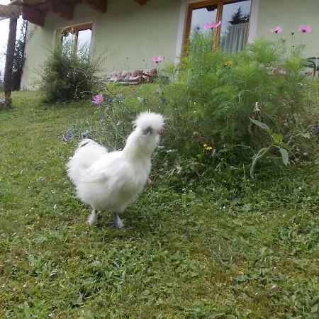 Heidi By Schladmingurlaub Apartment Ramsau am Dachstein